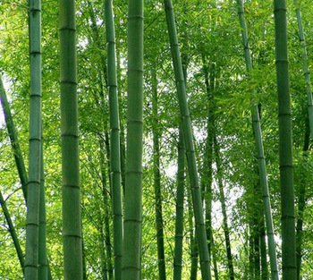Giant Moso Bamboo 300 Seeds for Home Garden