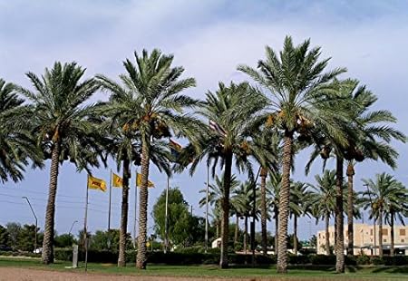 Creative Farmer Palm Tree Seeds Date Palm Sweet Fruit Seeds For Growing Palm Seeds Seeds Kitchen Garden Seeds Pack