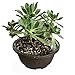 MUZHI 12PACK Matte Black Succulent Bonsai Round Planter Bowl Pot with Drainage, Plastic Cactus Flat Garden Plant Bowl Pots 6.3”