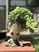Bonsai Tree Pot Baby Groot (Thinking Groot) Succulent pot - Cactus pot- Pen Holder- Make up Brush holder -Great Quality and Extremely Detailed -Durable Resin- Won't Loose Color Due To Rain, Snow, Sun