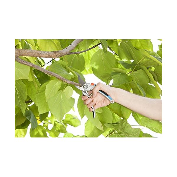 Gardena Astschere TeleCut 650-900 B: Teleskopierbare Bypass-Baumschere & Gartenschere Alu B/L: Pflanzenschonende… – Bild 7