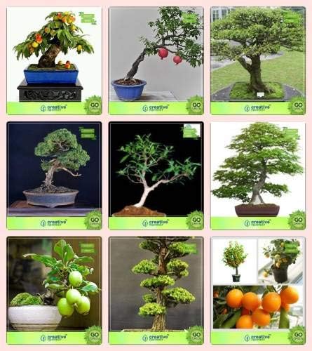 Amazon Co Jp Seed盆栽種子 オフコンボピーチ Agranateについては盆栽の適切な種子 水ジャスミン 英語walerminaliaアルジュナ マホガニー グアバ Cryptomaria Orangseedシード パケットあたり10 ホーム キッチン