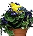 Singing Goldfinch - Plant Pal Soil Moisture Meter (Finch Sings When Plant Is Thirsty!)