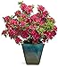 Red Bloom-A-Thon® Everblooming Azalea - Ever Blooming - Proven Winners - 4