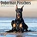 2020 Doberman Pinschers 16 Month 12 x 12 Wall Calendar by Bright Day Calendars (Doberman Pinschers 2019)