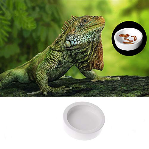5 Tfwadmx+Reptile+Ceramic+Triangular+Chameleon