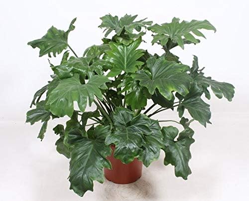 Indoor Plant from Botanicly – Climbing Philodendron – Height: 110 cm – Philodendron Bipinnatifidum