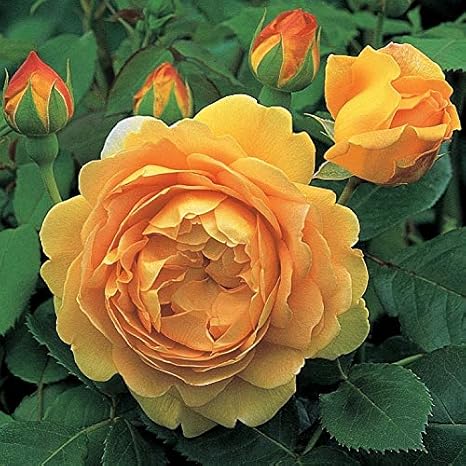 Amazon バラ 苗 イングリッシュローズ ゴールデンセレブレーション 4年生 スタンダード仕立て 花