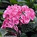 Abracadabra Orb Hydrangea Perennial - Peach & Green - Proven Winners