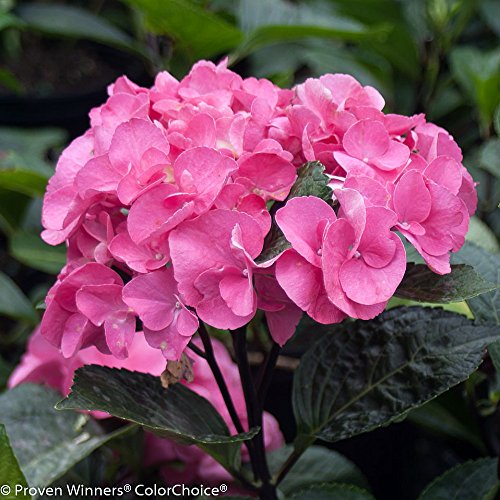 Abracadabra Orb Hydrangea Perennial - Peach & Green - Proven Winners Abracadabra Orb Hydrangea Perennial - Peach & Green - Proven Winners