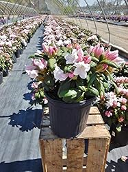Green Promise Farms Rhododendron