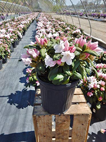 Green Promise Farms Rhododendron