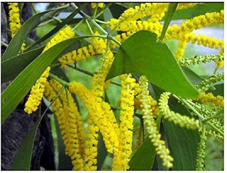 Amazon Com 50 Arbol De Acacia Auriculiformis Semillas Nothern Wattle Negro Jardin Y Exteriores