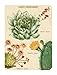Cavallini Papers & Co., Inc. Succulents Mini Notebooks 4 x 5.5