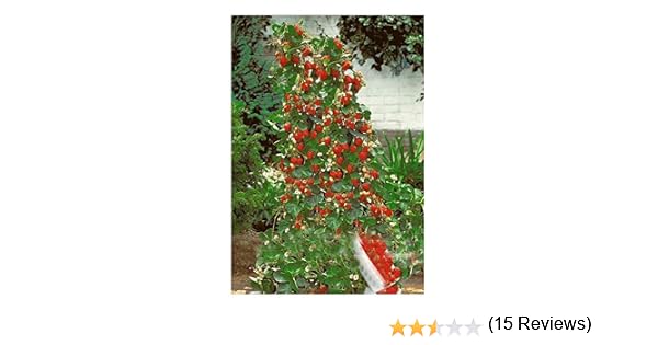 Exotic Plants Fresa Escalada Gigante roja - 30 Semillas: Amazon.es ...