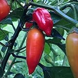 Wayland Chiles Aji Cristal Seeds