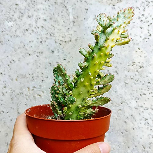 Variegated Opuntia Monacantha Succulent (4 inch) - Thumbnail 2