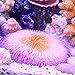 Danmu 1Pc of Polyresin Coral Ornaments, Aquarium Coral Decor for Fish Tank Aquarium Decoration 4.72″ x 4.72″ x 0.98″thumb 2