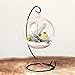 Mkono Clear Glass Vase Hanging Plant Terrarium with Black Metal Stand Tabletop Display Potted Stand for Air Plants Succelent Home Office Decor, C-Shape, 1 Globe