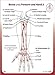 Trail Guide to The Body Flash Cards 5th Edition Volume 1 - Skeletal System Bones Joints Ligaments Movements