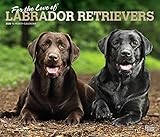 For the Love of Labrador Retrievers 2020 14 x 12 Inch Monthly Deluxe Wall Calendar with Foil Stamped by