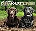 For the Love of Labrador Retrievers 2020 14 x 12 Inch Monthly Deluxe Wall Calendar with Foil Stamped by