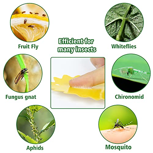 60 Pack Sticky Trap Fruit Fly Killer Indoor, Fungus Gnat Trap for House