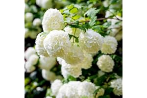 YOKEBOM Old Fashion Viburnum Plant Live for Planting, Snowball Viburnum Live Plant 6 to 10 Inches Tall, Quart Pot