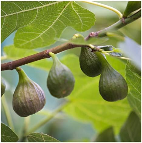 Fruity FIG Tree Gift- Superb Plant & Flower Gift to Send to Family & Friends for Easter, Birthdays & All Occasions