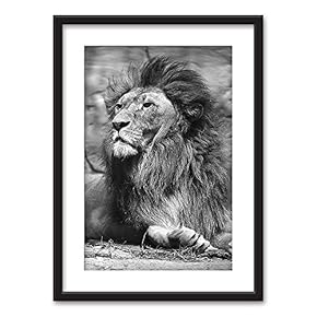 Framed Male Lion in Black White Black Picture...