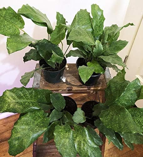 1 Calathea ‘musaica’ Calathea ‘Network’ Tropical Prayer Plant for 4"-6" Houseplant Rare #TMB49