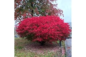 ELLA'S HOMES Set 5 Dwarf Burning Bush Shrubs, Bare Roots Plants, 6-10 Inch Burning Bush Plant for Growing Outdoor, Colorful Live Shrub