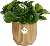 elho Vibes Fold Round Mini Plant Pot 11.1 cm Yellow Recycled Plastic view 3