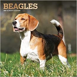 Beagles 21 12 X 12 Inch Monthly Square Wall Calendar With Foil Stamped Cover Animals Dog Breeds Browntrout Publishers Inc Browntrout Publishers Editing Team Browntrout Publishers Design Team Browntrout Publishers Design Team