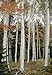 100 JAPANESE WHITE BIRCH TREE Betula Platyphylla Japonica Seeds