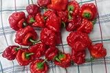 Jamaican Hot Red Scotch Bonnet Pepper- 4 Plants