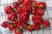 Jamaican Hot Red Scotch Bonnet Pepper- 4 Live Plants