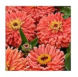 David's Garden Seeds Flower Zinnia Mixed Colors