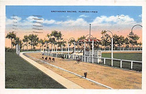 racing post greyhound cards for tomorrow