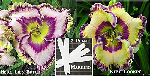 2 Packs Day Lily Certified 80 Seeds Upc 650348692476 + 2 Plant Markers & Free Zinnia Pack Butch