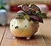 Cute Hedgehog Flower Pot -- Mini Ceramic Planter for Succulents -- Yellow/Green