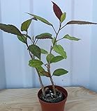 Hibiscus 'Red Hot' rosa-sinensis ~ Tropical Live Plant