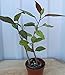 Hibiscus 'Red Hot' rosa-sinensis ~ Tropical Live Plant