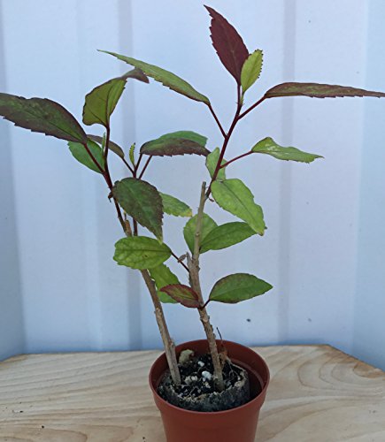 Hibiscus 'Red Hot' rosa-sinensis ~ Tropical Live Plant Hibiscus 'Red Hot' rosa-sinensis ~ Tropical Live Plant
