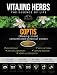 Coptis (Chinese Goldthread) Extract Powder (2oz / 57gm) | 20:1 Concentration