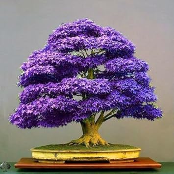 Azalea gardens 10 pcs Purple Maple Bonsai suitable Tree Seeds Japanese Maple Plant seeds