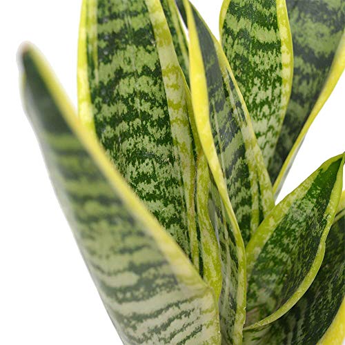 Snake Laurentii Live Plant Green Sansevieria Tongue Nasa