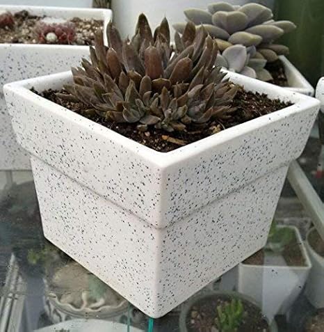 Lasaki Square Ceramic Pot for Table Top Indoor Plants Planters Flower pots Outdoor Succulent Pot (L:12 cm, W:12 cm, H:10 cm) (White)