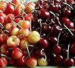 The Fruit Company