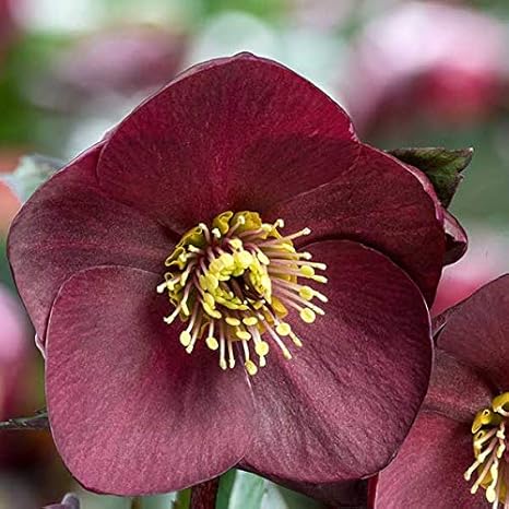 Amazon Co Jp クリスマスローズ Hgc Ice N Roses 氷の薔薇 ブルネッロ4 5号ポット 開花終了株 ホーム キッチン